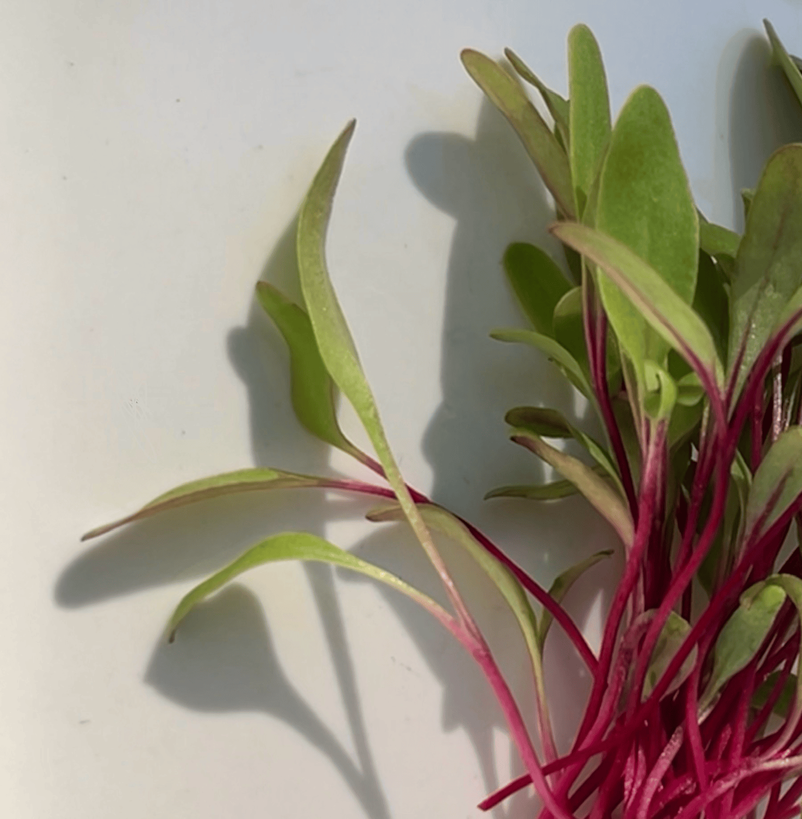 Early Wonder Beet