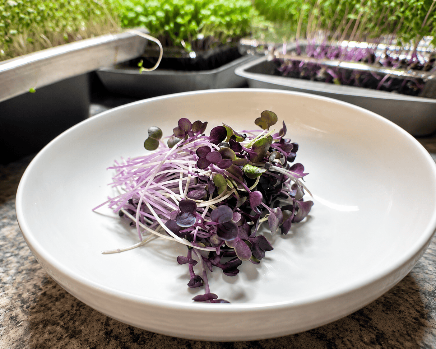 Sango Purple Radish