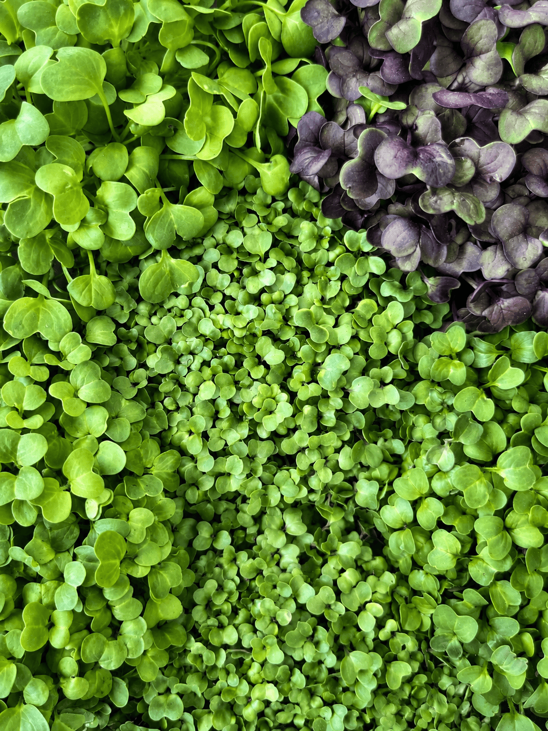 Radish Sample Canopy