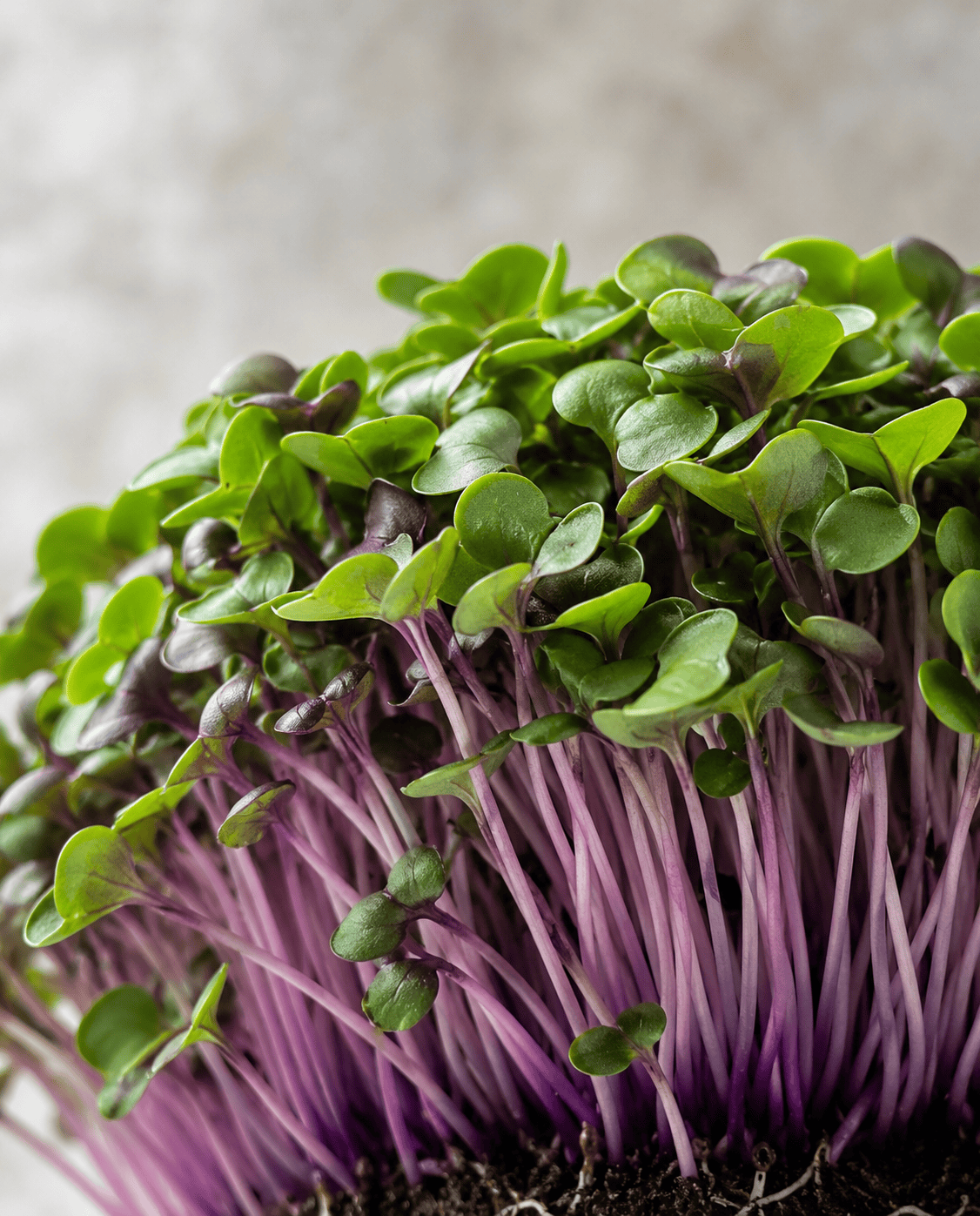 Purple Kohlrabi